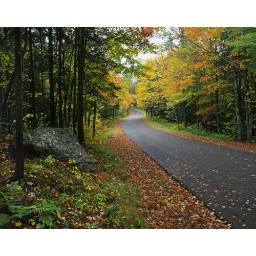 NY, Adirondack Mts Autumn trees line road
